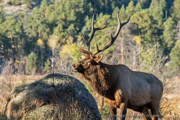 Bull Elk, RMNP