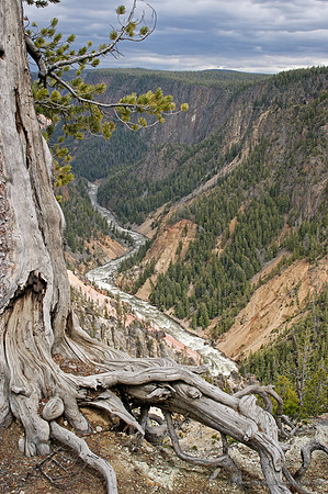 Yellowstone River at Calcite Spgs Overlook
