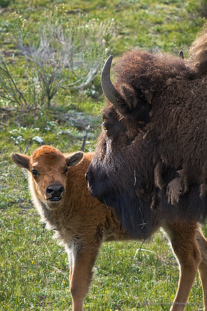 Bison Mom & Calf in Yellowstone
