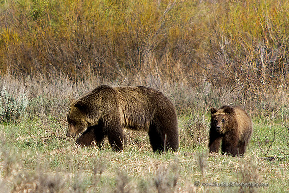 Grizzly 610 & yr old Cubs GTNP