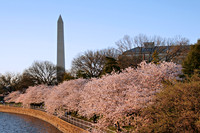27 DC Cherry Blossom 03302009