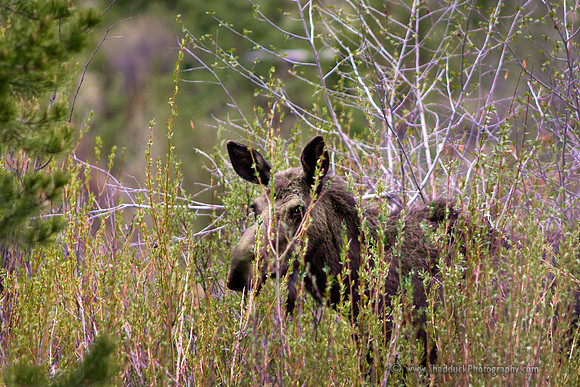 Yellowstone Natl Park 2012 052