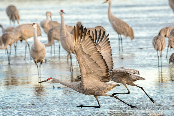 Sandhill Cranes on the Platte River16