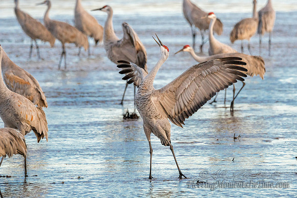 Sandhill Cranes on the Platte River6