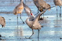Taking a Bow! Sandhill Cranes on the Platte River