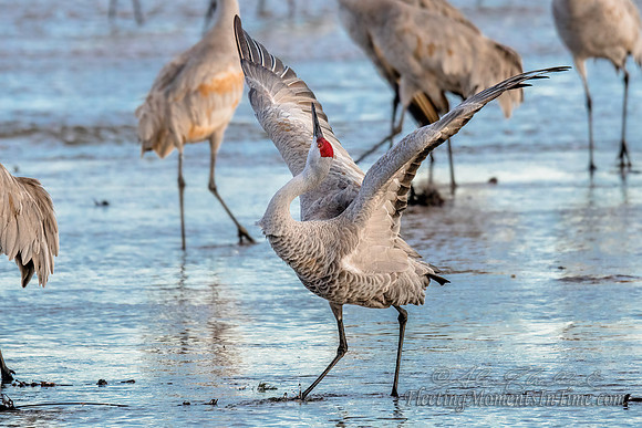 Taking a Bow! Sandhill Cranes on the Platte River