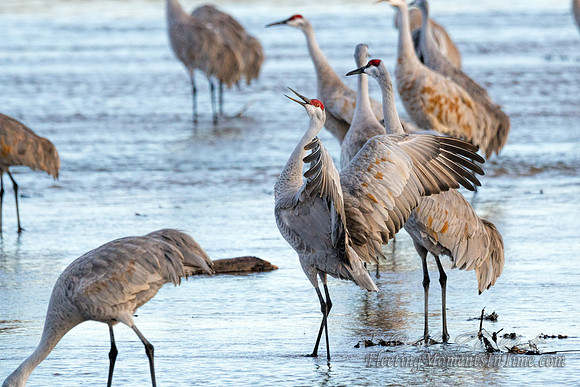 Sandhill Cranes on the Platte River8