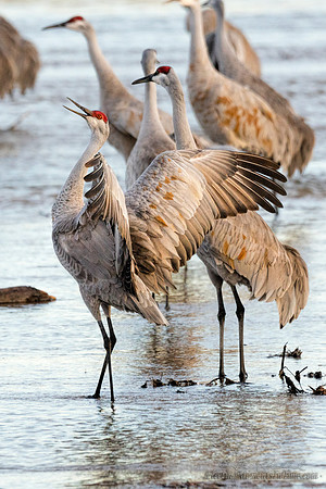 Sandhill Cranes on the Platte River9