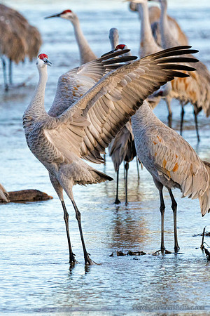Sandhill Cranes on the Platte River10