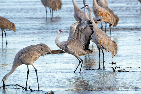 Sandhill Cranes on the Platte River11