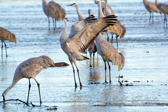 Sandhill Cranes on the Platte River12