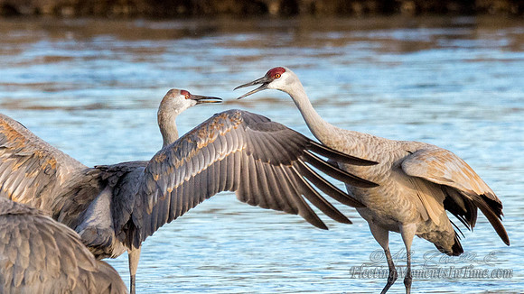 Sandhill Cranes on the Platte River13
