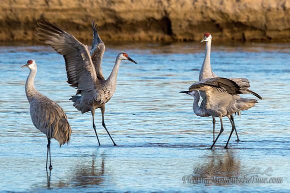Sandhill Cranes on the Platte River14