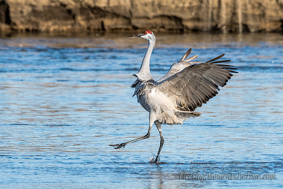 Sandhill Cranes on the Platte River15