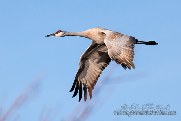Sandhill Cranes on the Platte River5