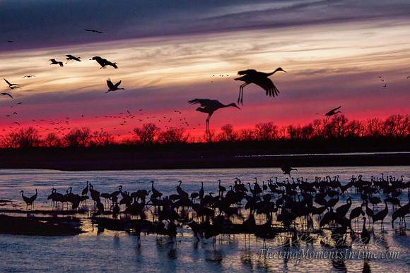 Sandhill Cranes on the Platte River1