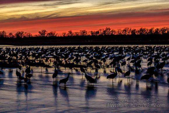 Sandhill Cranes on the Platte River2