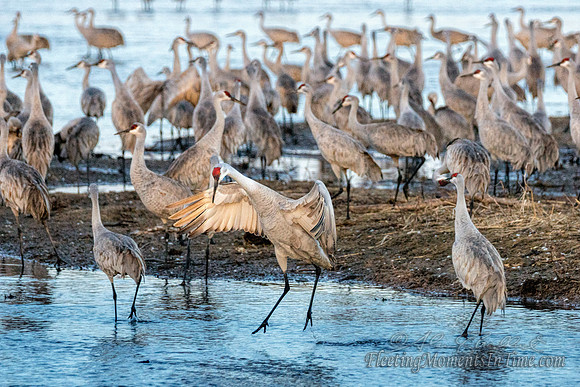 Sandhill Cranes on the Platte River4