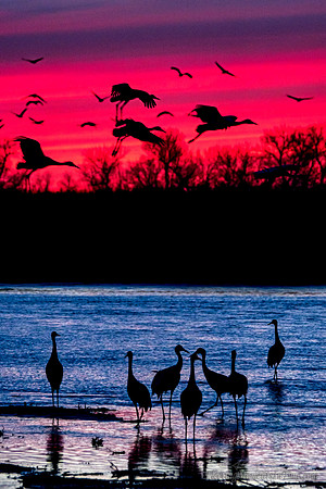 Sandhill Cranes on the Platte River3