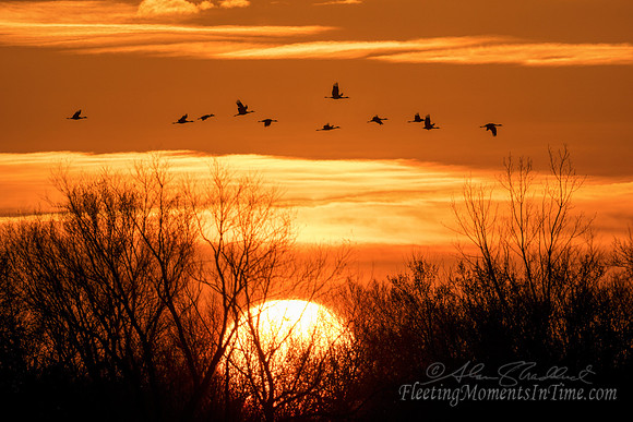Sandhill Crane Sunrise