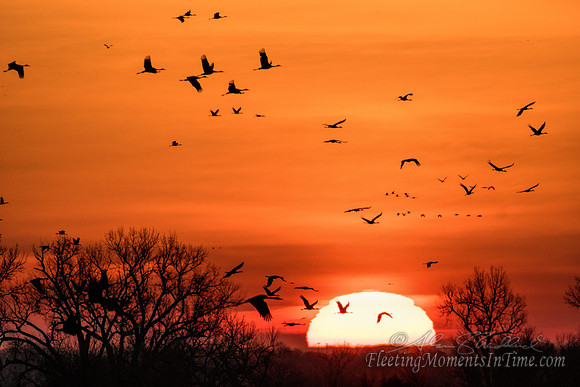 Sandhill Crane Sunrise 2