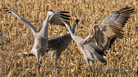Sandhill Cranes Feeding in the Corn Fields