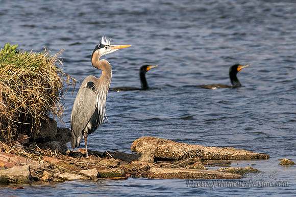 Great Blue Heron keeping company with the Cormorants at Lake Hastings