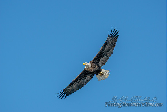 Out of the Clear Blue... One of our Hastings Winter Residents