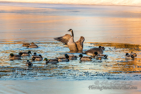 An Icy February Morning @ Lake Hastings