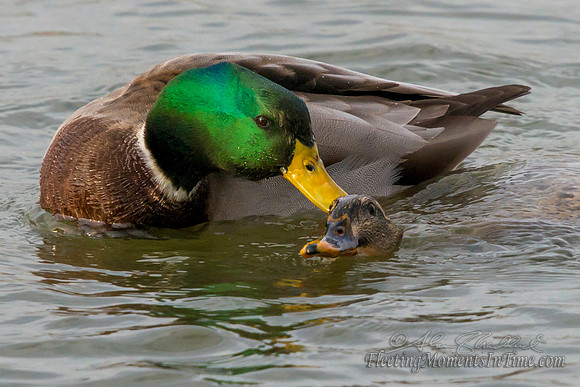 Lake Hastings Ducks