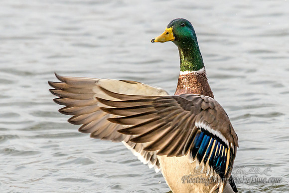Lake Hastings Ducks