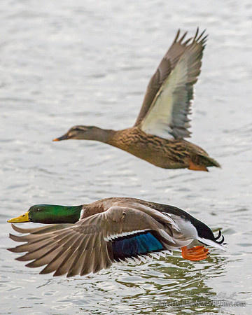 Lake Hastings Ducks