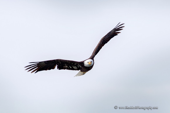 Wintering Eagles at Johnson Lake, Nebraska 4