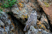Female Great Horned Owl Guarding her Nest