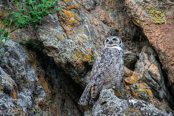 Female Great Horned Owl Guarding her Nest