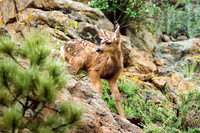 Estes Park Fawn