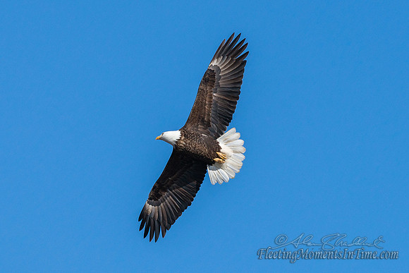 Bald Eagle @ Lake Hastings 3 of 7