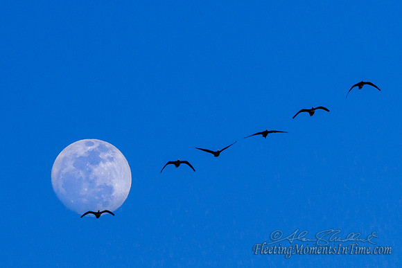 Near Full Moon Migration