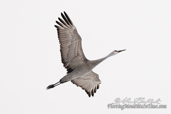 Sandhill Crane Nebraska Migration