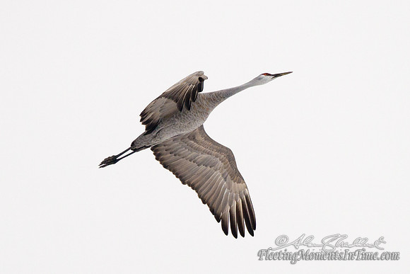 Sandhill Crane Nebraska Migration