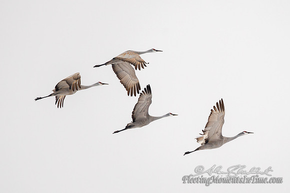 Sandhill Crane Nebraska Migration