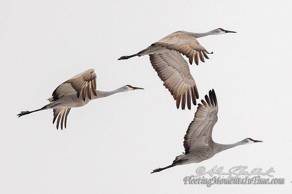 Sandhill Crane Nebraska Migration