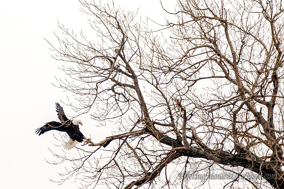 Nebraska Eagle March 2013