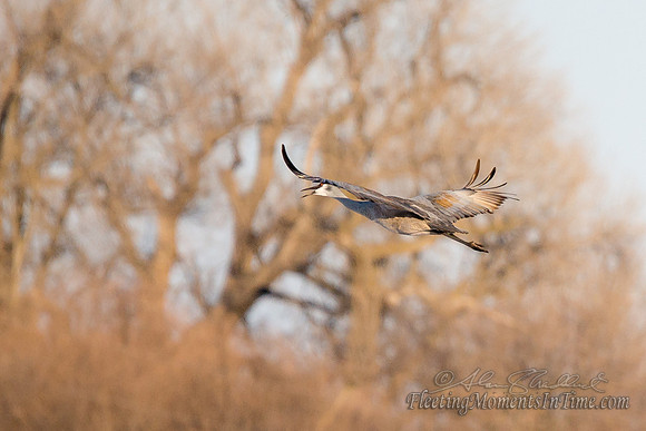Sandhill Crane Nebraska Migration