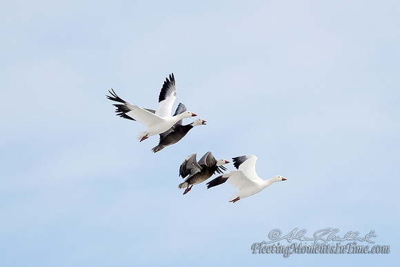 Lake Hastings Winter Snow Geese