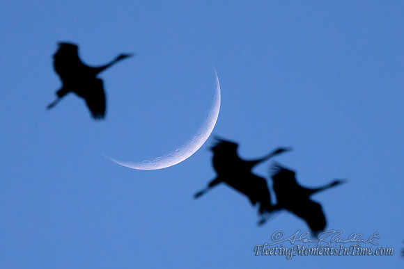Crescent Sandhill Cranes