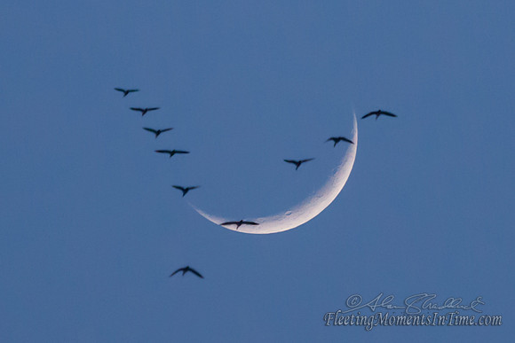 Geese Over the Moon