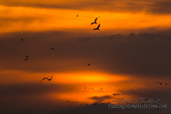 Sunrise on the Platte - Hall County, Nebraska