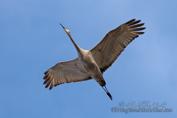 Sandhill Crane Nebraska Migration