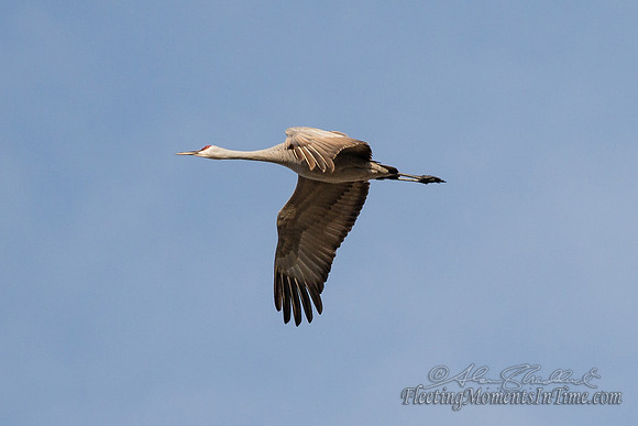 Sandhill Crane Nebraska Migration